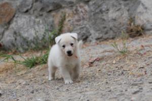 White-Swiss-Shepherd-Puppies-BTWWNPups-290619-0148