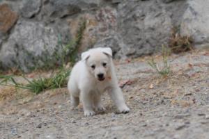 White-Swiss-Shepherd-Puppies-BTWWNPups-290619-0149