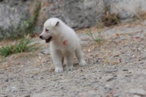 White-Swiss-Shepherd-Puppies-BTWWNPups-290619-0151