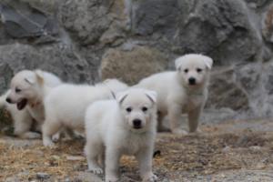 White-Swiss-Shepherd-Puppies-BTWWNPups-290619-0152