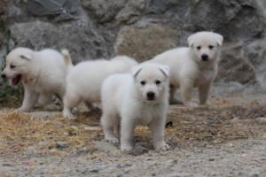 White-Swiss-Shepherd-Puppies-BTWWNPups-290619-0153