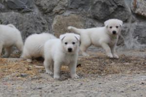 White-Swiss-Shepherd-Puppies-BTWWNPups-290619-0154