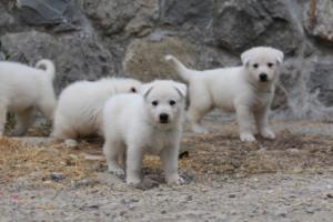 White-Swiss-Shepherd-Puppies-BTWWNPups-290619-0155