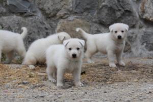 White-Swiss-Shepherd-Puppies-BTWWNPups-290619-0156