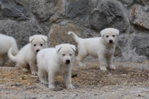 White-Swiss-Shepherd-Puppies-BTWWNPups-290619-0157