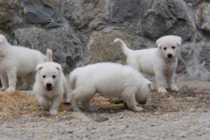 White-Swiss-Shepherd-Puppies-BTWWNPups-290619-0158