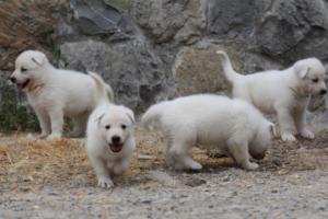 White-Swiss-Shepherd-Puppies-BTWWNPups-290619-0159