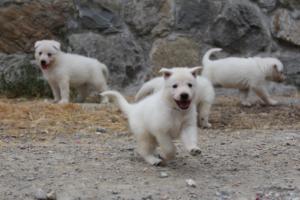 White-Swiss-Shepherd-Puppies-BTWWNPups-290619-0160