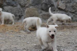 White-Swiss-Shepherd-Puppies-BTWWNPups-290619-0161