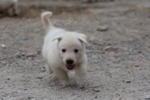 White-Swiss-Shepherd-Puppies-BTWWNPups-290619-0162