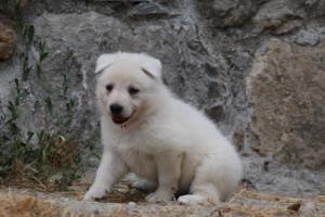 White-Swiss-Shepherd-Puppies-BTWWNPups-290619-0163