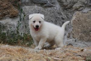 White-Swiss-Shepherd-Puppies-BTWWNPups-290619-0164