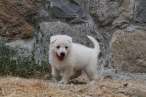 White-Swiss-Shepherd-Puppies-BTWWNPups-290619-0165