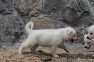 White-Swiss-Shepherd-Puppies-BTWWNPups-290619-0166