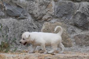 White-Swiss-Shepherd-Puppies-BTWWNPups-290619-0168