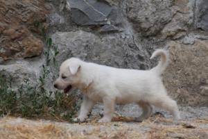 White-Swiss-Shepherd-Puppies-BTWWNPups-290619-0169