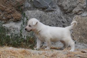 White-Swiss-Shepherd-Puppies-BTWWNPups-290619-0170