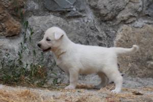 White-Swiss-Shepherd-Puppies-BTWWNPups-290619-0171