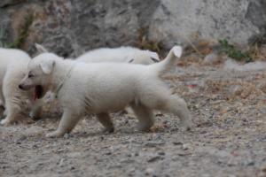 White-Swiss-Shepherd-Puppies-BTWWNPups-290619-0172