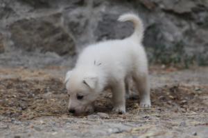 White-Swiss-Shepherd-Puppies-BTWWNPups-290619-0173
