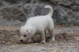White-Swiss-Shepherd-Puppies-BTWWNPups-290619-0174