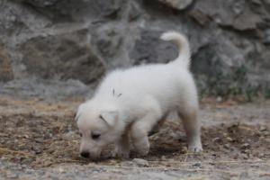 White-Swiss-Shepherd-Puppies-BTWWNPups-290619-0175