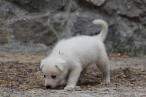 White-Swiss-Shepherd-Puppies-BTWWNPups-290619-0176