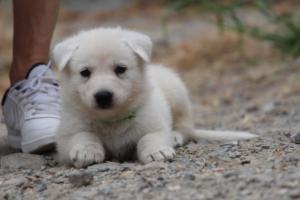 White-Swiss-Shepherd-Puppies-BTWWNPups-290619-0180