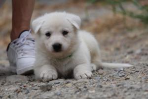 White-Swiss-Shepherd-Puppies-BTWWNPups-290619-0181