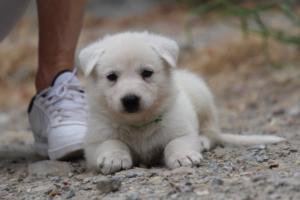 White-Swiss-Shepherd-Puppies-BTWWNPups-290619-0183