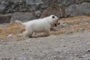 White-Swiss-Shepherd-Puppies-BTWWNPups-290619-0186