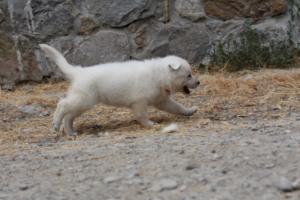White-Swiss-Shepherd-Puppies-BTWWNPups-290619-0187