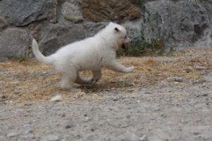 White-Swiss-Shepherd-Puppies-BTWWNPups-290619-0188