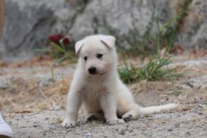 White-Swiss-Shepherd-Puppies-BTWWNPups-290619-0189