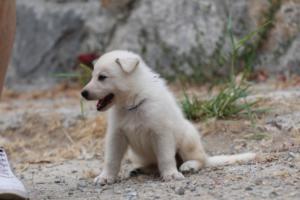 White-Swiss-Shepherd-Puppies-BTWWNPups-290619-0191
