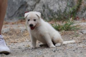 White-Swiss-Shepherd-Puppies-BTWWNPups-290619-0192