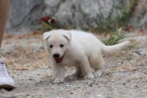 White-Swiss-Shepherd-Puppies-BTWWNPups-290619-0193
