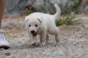 White-Swiss-Shepherd-Puppies-BTWWNPups-290619-0194