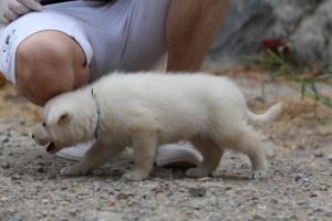 White-Swiss-Shepherd-Puppies-BTWWNPups-290619-0195