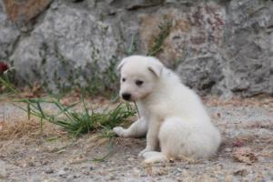 White-Swiss-Shepherd-Puppies-BTWWNPups-290619-0196