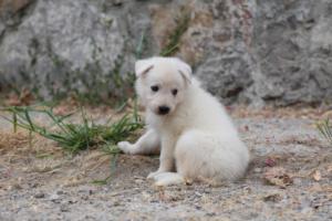 White-Swiss-Shepherd-Puppies-BTWWNPups-290619-0197