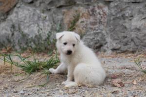 White-Swiss-Shepherd-Puppies-BTWWNPups-290619-0198