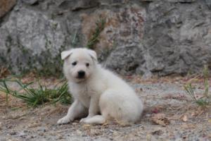 White-Swiss-Shepherd-Puppies-BTWWNPups-290619-0199