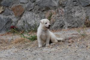 White-Swiss-Shepherd-Puppies-BTWWNPups-290619-0200
