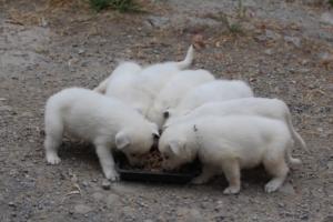 White-Swiss-Shepherd-Puppies-BTWWNPups-290619-0208