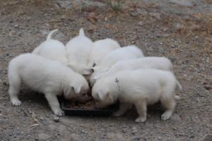 White-Swiss-Shepherd-Puppies-BTWWNPups-290619-0209
