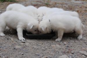 White-Swiss-Shepherd-Puppies-BTWWNPups-290619-0211