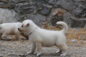 White-Swiss-Shepherd-Puppies-BTWWNPups-290619-0222
