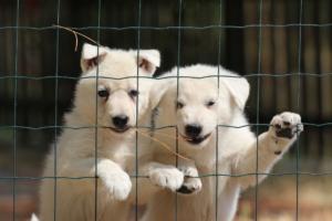 White-Swiss-Shepherd-Puppies-06062019-0093