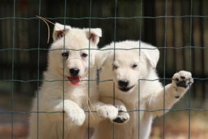 White-Swiss-Shepherd-Puppies-06062019-0094